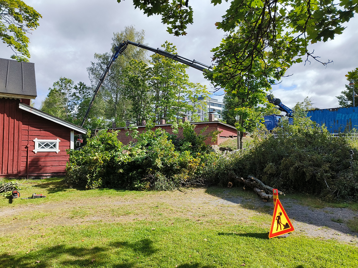 Rautatiemuseon puistossa hoitoleikkauksia