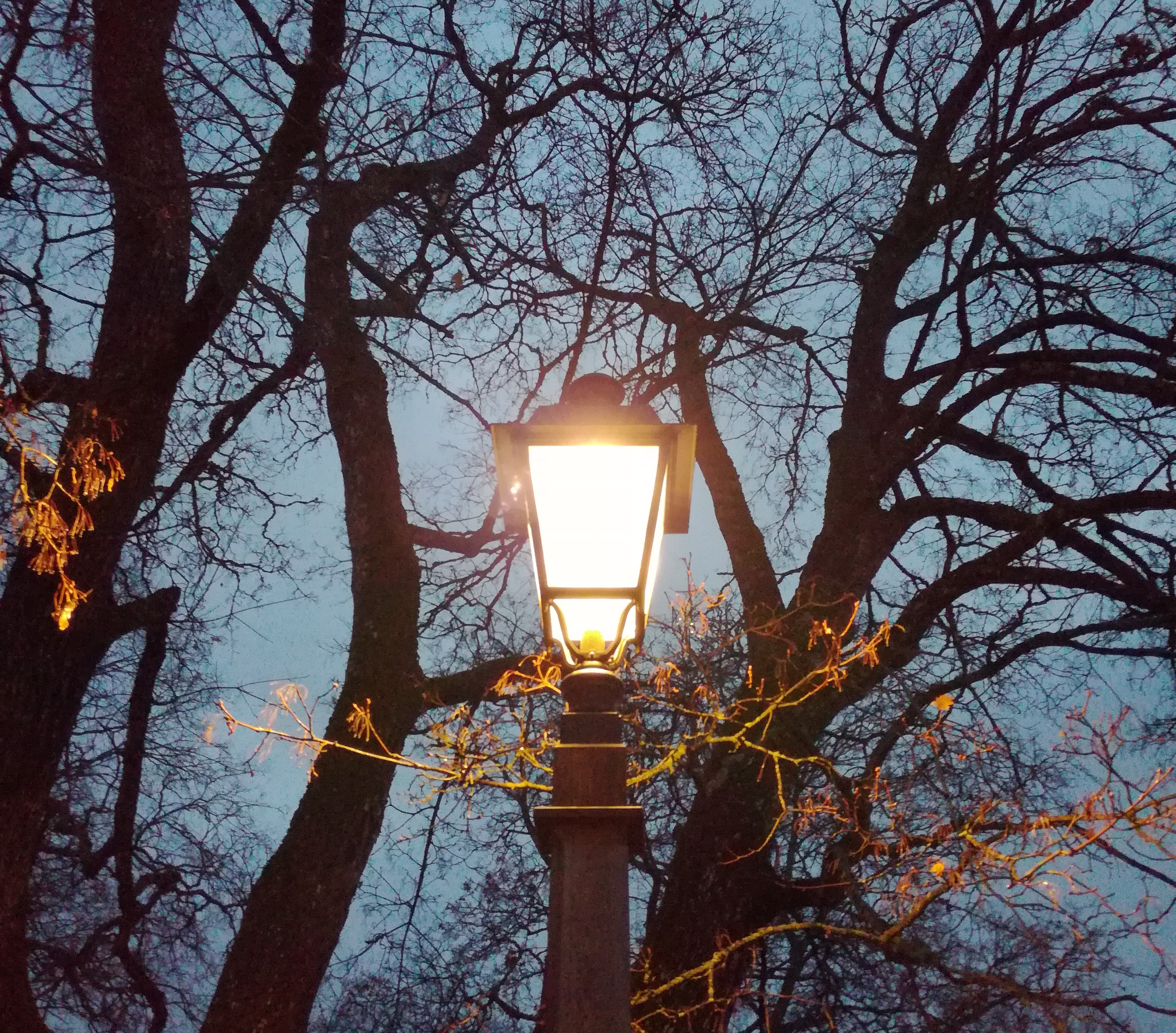 Katulamppu puistomaisemassa.